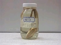 藏品(長印魚)的圖片